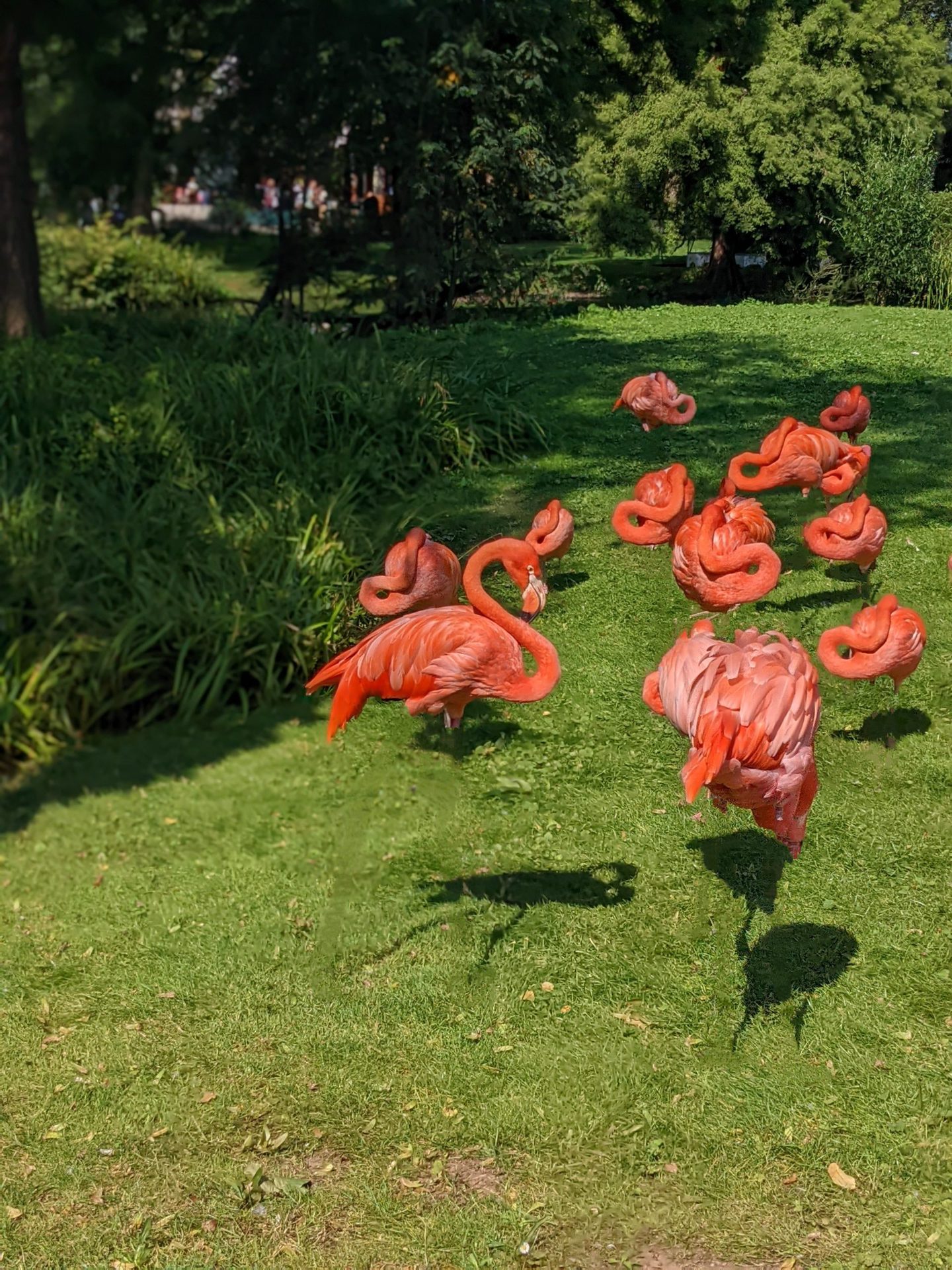 Roze flamingo's ontgrendeld met de Magic Eraser van de Pixel 6